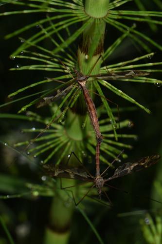 Tipula maxima
